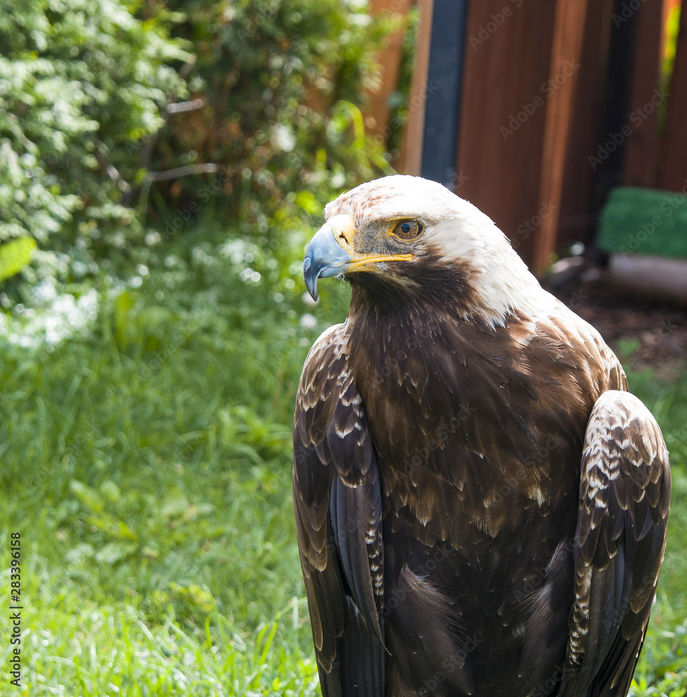 Obraz premium beautiful bird predator eagle sits on the grass and looks, closeup portrait