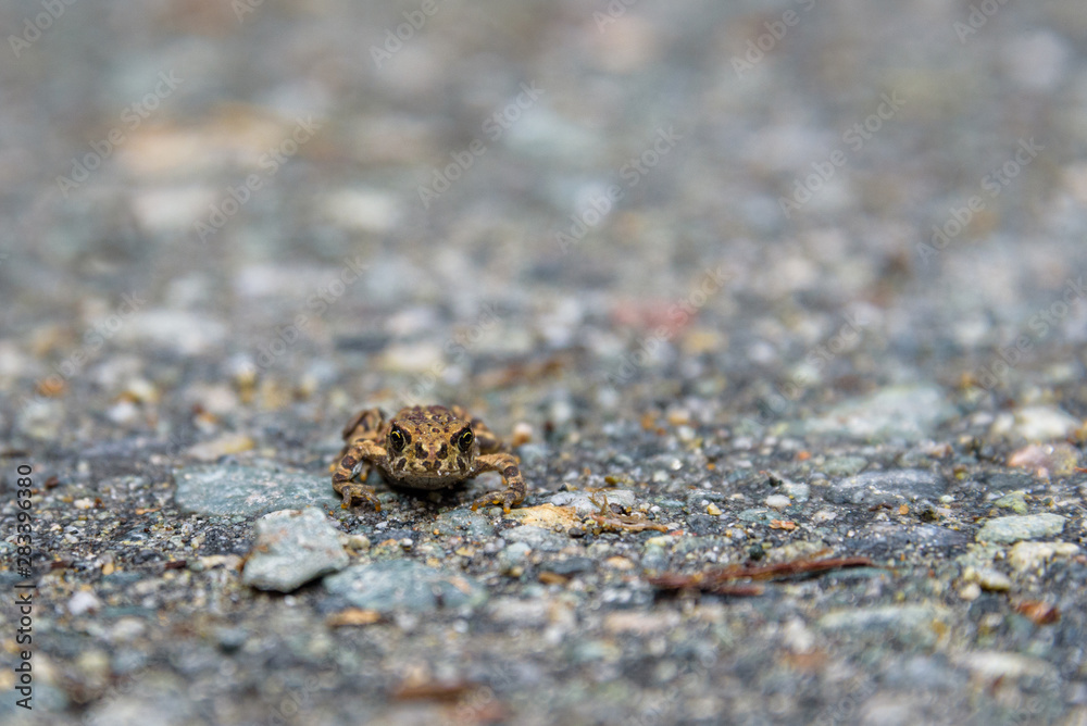 Tiny young Western Toad migrating across the Lost Lake Trail from Lost Lake to the Alpine Forest, Whistler, British Columbia, Canada
