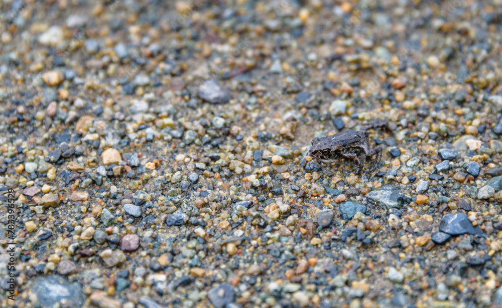 Tiny young Western Toad migrating across the Lost Lake beach to the Alpine Forest, Whistler, British Columbia, Canada
