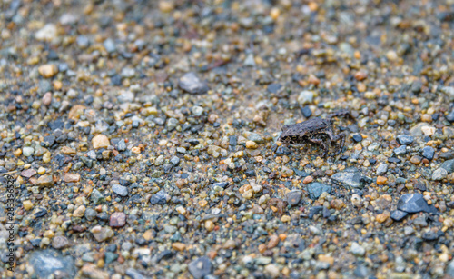 Tiny young Western Toad migrating across the Lost Lake beach to the Alpine Forest, Whistler, British Columbia, Canada