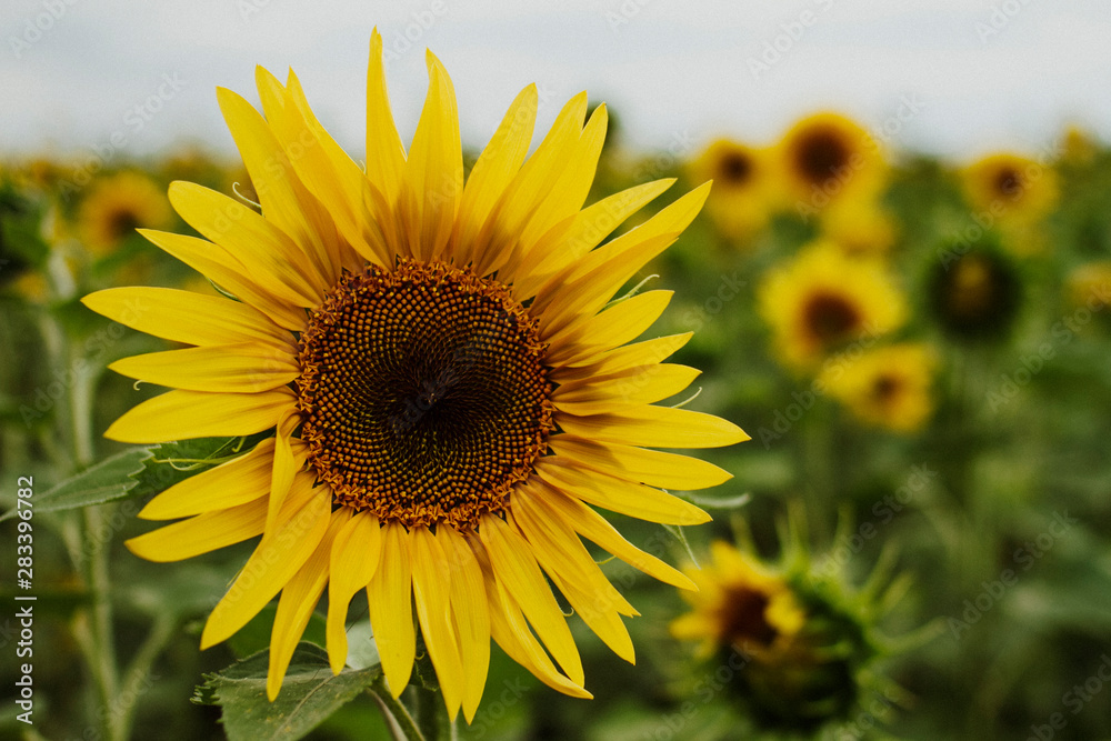 Fototapeta premium Closeup flower of a young sunflower on a field background