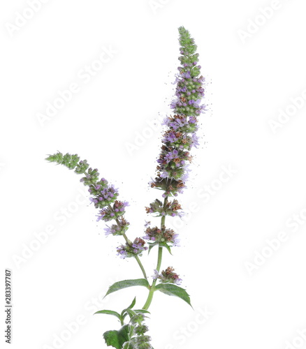Fresh flower mint, peppermint seeds plant isolated on white 