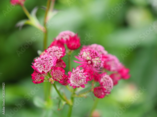 Pink flowers of astrantia major, masterwort, Apiaceae. Herbaceous perennial, garden