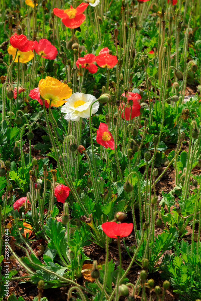 Obraz premium Poppy flowers in the garden