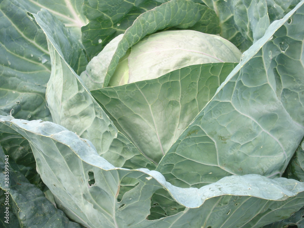 Fototapeta premium White cabbage in the garden.