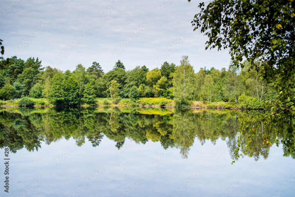 Beautiful wild forest lake in summer sunny day