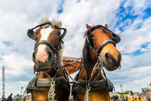 Two tour horses faces in old European town