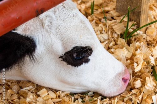 A closeup of a cow resting in wood chips while on display during a livestock show in Ruckersville, Virginia.