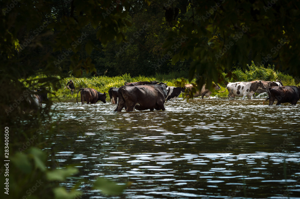 cows cross the river cows drink water from the river graze in the summer on the field on a sunny day and eat green grass alfalfa clover under a blue cloudy sky cows cross the river cows drink water from the river graze in the summer on the field on a sunny day and eat green grass alfalfa clover under a blue cloudy sky