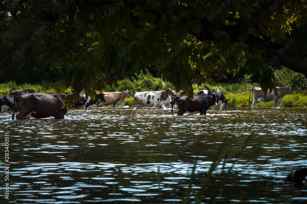 Fototapeta premium cows cross the river cows drink water from the river graze in the summer on the field on a sunny day and eat green grass alfalfa clover under a blue cloudy sky