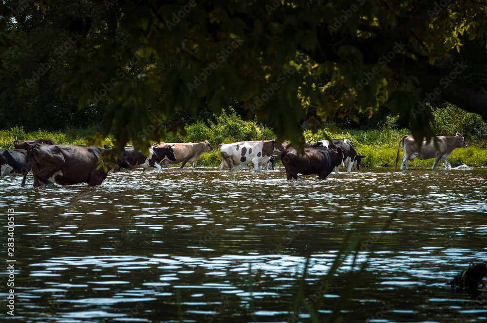 cows cross the river cows drink water from the river graze in the summer on the field on a sunny day and eat green grass alfalfa clover under a blue cloudy sky cows cross the river cows drink water from the river graze in the summer on the field on a sunny day and eat green grass alfalfa clover under a blue cloudy sky
