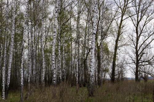 Birch grove in early spring, landscape