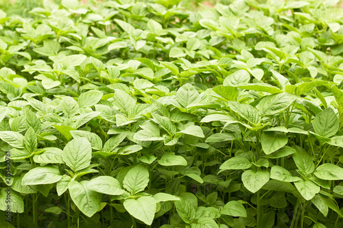 Wallpaper Mural Green amaranth field background, leaf vegetable, cereal plant, source of proteins and amino acids growing in the garden, agriculture and grow your own concep Torontodigital.ca