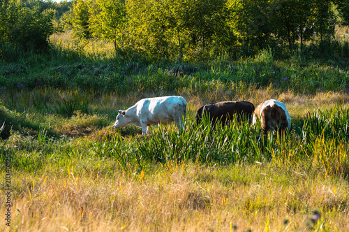 cows graze in the summer on the field on a sunny day and eat green grass alfalfa clover