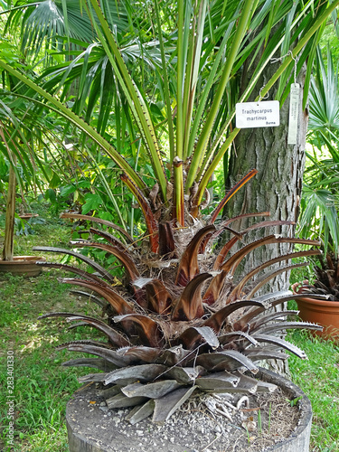 Zagreb Botanical garden by summer, Trachycarpus martinus, Croatia, Europe photo