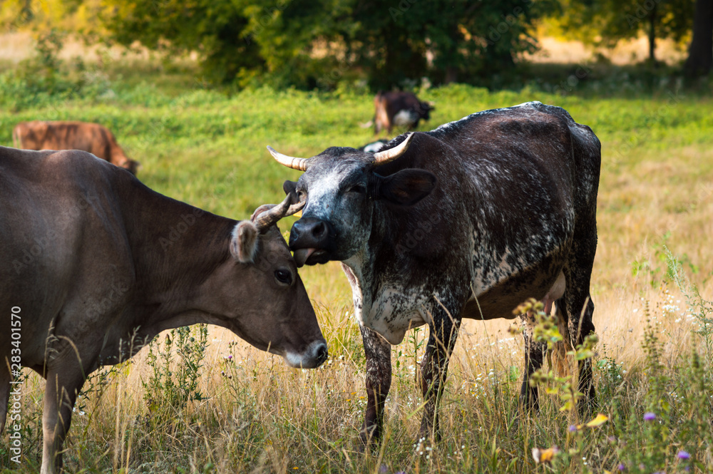 cows graze in the summer on the field on a sunny day and eat green grass alfalfa clover cows graze in the summer on the field on a sunny day and eat green grass alfalfa clover