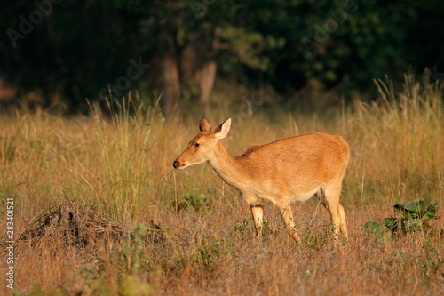 Fototapeta Naklejka Na Ścianę i Meble -  Female barasingha or swamp deer (Rucervus duvaucelii), Kanha National Park, India.