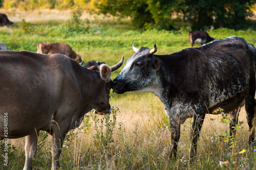 Fototapeta Naklejka Na Ścianę i Meble -  cows graze in the summer on the field on a sunny day and eat green grass alfalfa clover