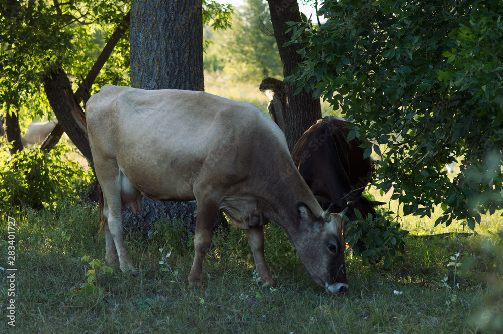 cows graze in the summer on the field on a sunny day and eat green grass alfalfa clover
