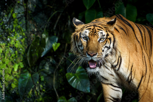 Photos of tiger naturally. © ake