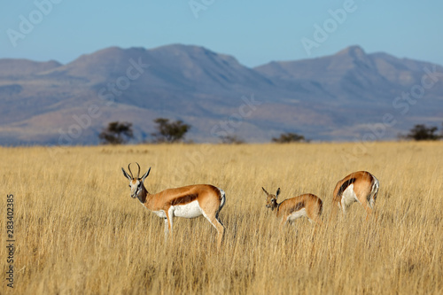 Springbok antelopes (Antidorcas marsupialis) in natural habitat, Mountain Zebra National Park, South Africa.