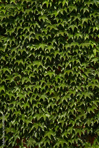 green shrub grows on a farm  rural landscape