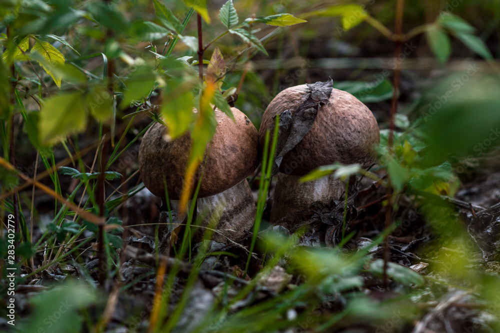 brown mushrooms in a forest in autumn in green grass