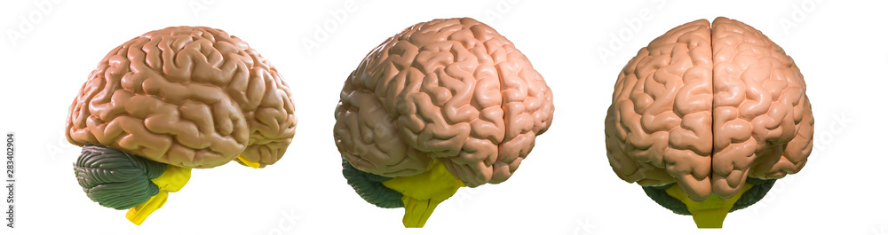Anatomical model of human brain isolated on white Stock Photo | Adobe Stock