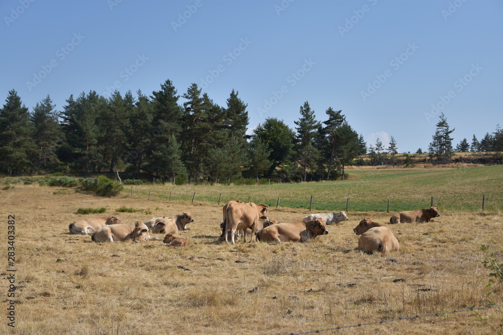 Obraz premium vache, aubrac