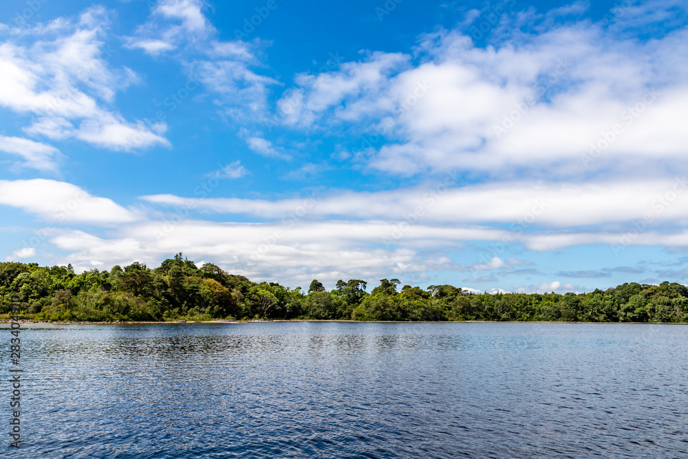 Forest in Island of Lough Corrib Forest in Island of Lough Corrib