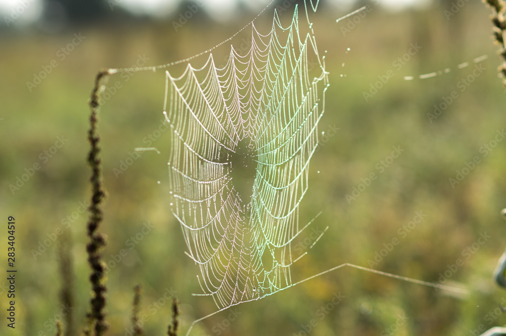 spider web cobweb in green grass