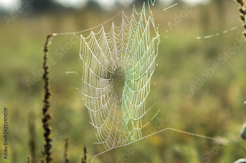 spider web cobweb in green grass