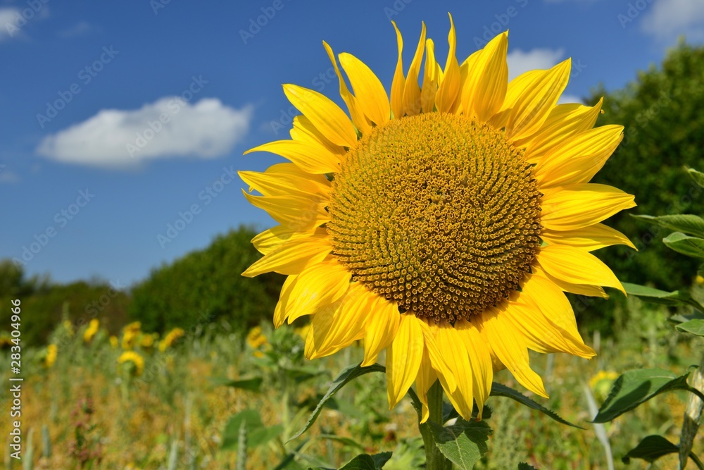 Sunflower, U.K. Summer plant. Sunflower, U.K. Summer plant.