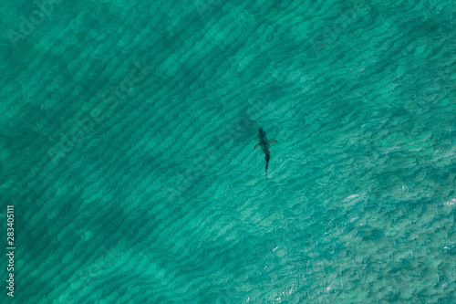Shark from drone