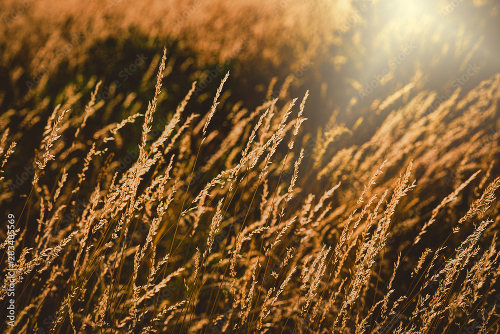 summer wild free grass in the warm afternoon sun on the meadow summer wild free grass in the warm afternoon sun on the meadow