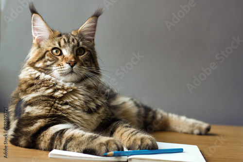 Close-up portrait of Maine Coon cat lies on a wooden table on an open notebook and blue pencil, selective focus, copyspace