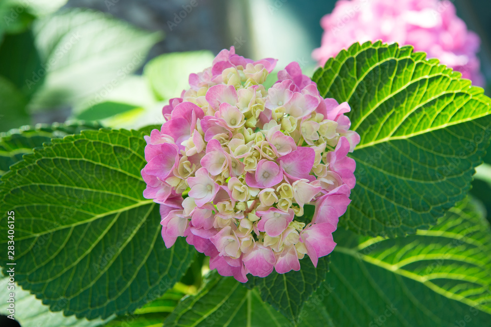 Tender flowers soft little petals. Perfume aroma fragrance concept. Flower scent. Blossom of pink hydrangea close up. Gorgeous hydrangea blooming. Hydrangea summer flower plant. Gardening and botany Tender flowers soft little petals. Perfume aroma fragrance concept. Flower scent. Blossom of pink hydrangea close up. Gorgeous hydrangea blooming. Hydrangea summer flower plant. Gardening and botany