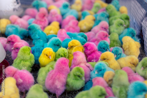 Color died chicks in a pen.