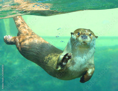 The European Otter - Lutra lutra playing and hunting underwater. This animal is dangerous pest for fish farm and aquaculture. Wildlife in National Park Sumava. Czech Republic, Europe. photo