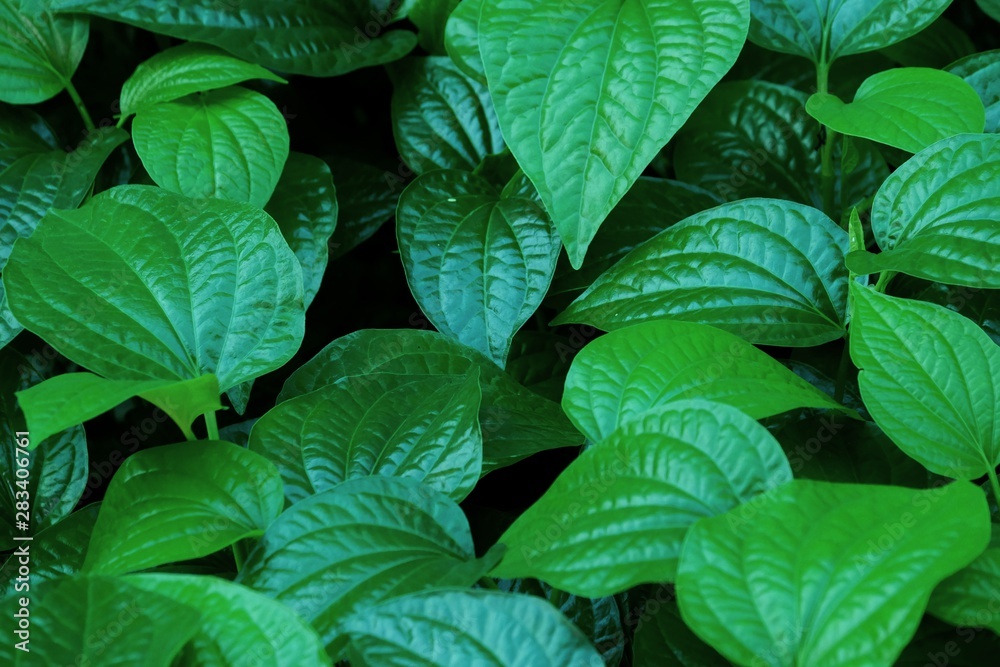 Wild betal leafbush growing in a garden with dark background Wild betal leafbush growing in a garden with dark background
