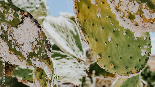 Close-up opuntia ficus-indica sick after cochineal plague