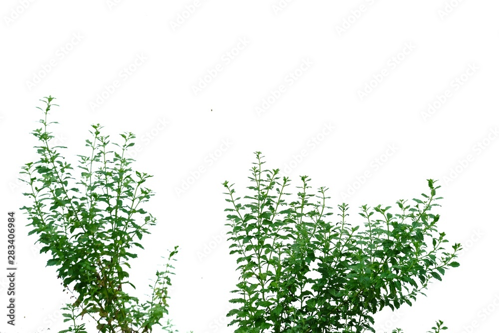 Tropical plant growing in a garden on white isolated background for green foliage backdrop Tropical plant growing in a garden on white isolated background for green foliage backdrop