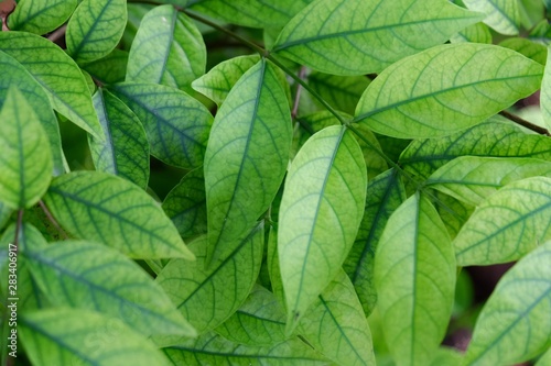Close up tropical green leaves with branches and vein pattern growing in a botanical garden