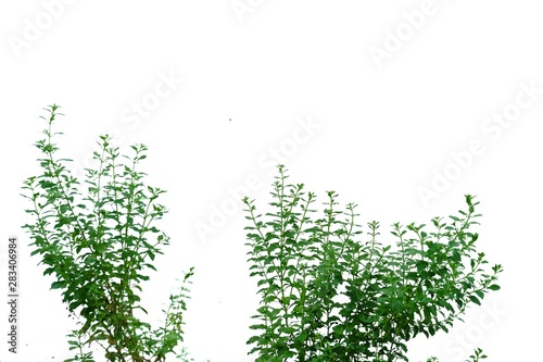 Tropical plant growing in a garden on white isolated background for green foliage backdrop 