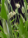Gentle flowering Hare Lagurus ovatus.On black background