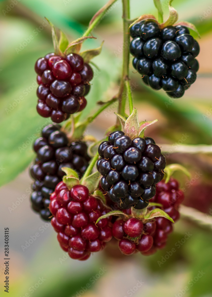 blackberries on a bush blackberries on a bush