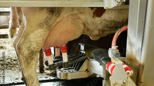 Fotografie Robotic cow milking machine unique intelligent robotic arm detail laser guided teat attachment