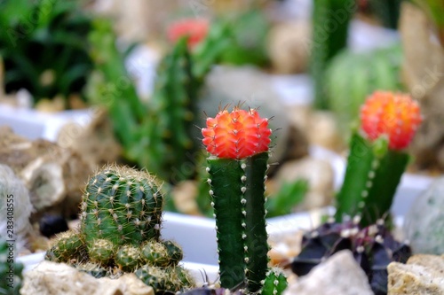 Gymnocalycium cactus with orange head growing in a brown flower pot at the houseplant market 