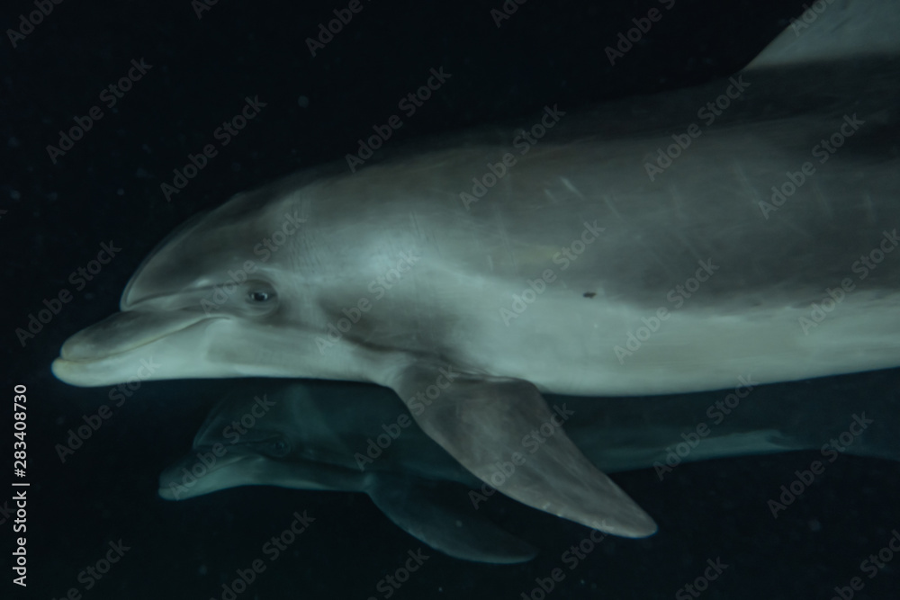 Naklejka premium Dolphin swimming with divers in the Red Sea, Eilat Israel