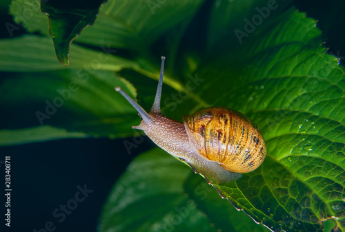 Live snail eating in the green leaves drenched by rain. photo